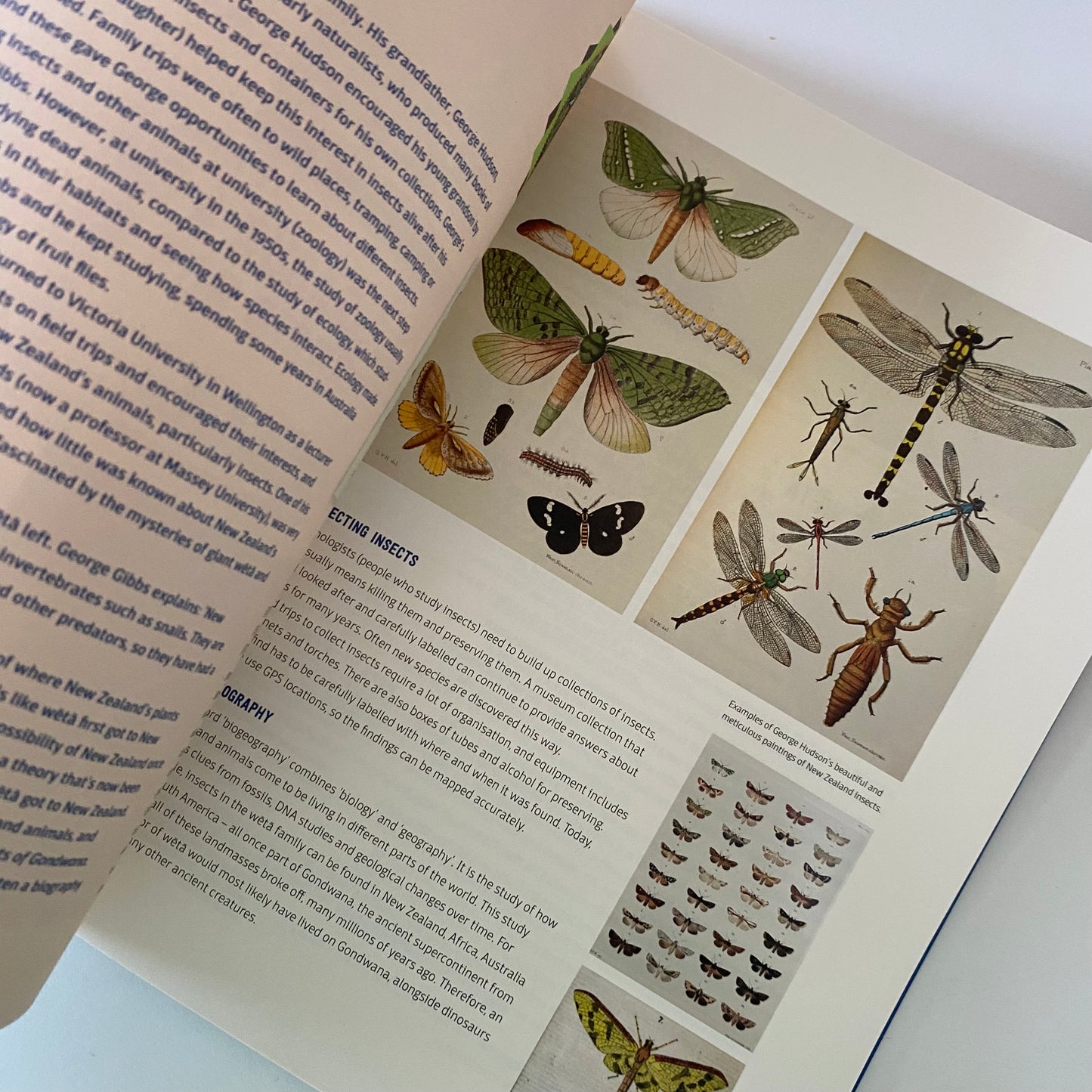 New Zealand Nature Heroes Book