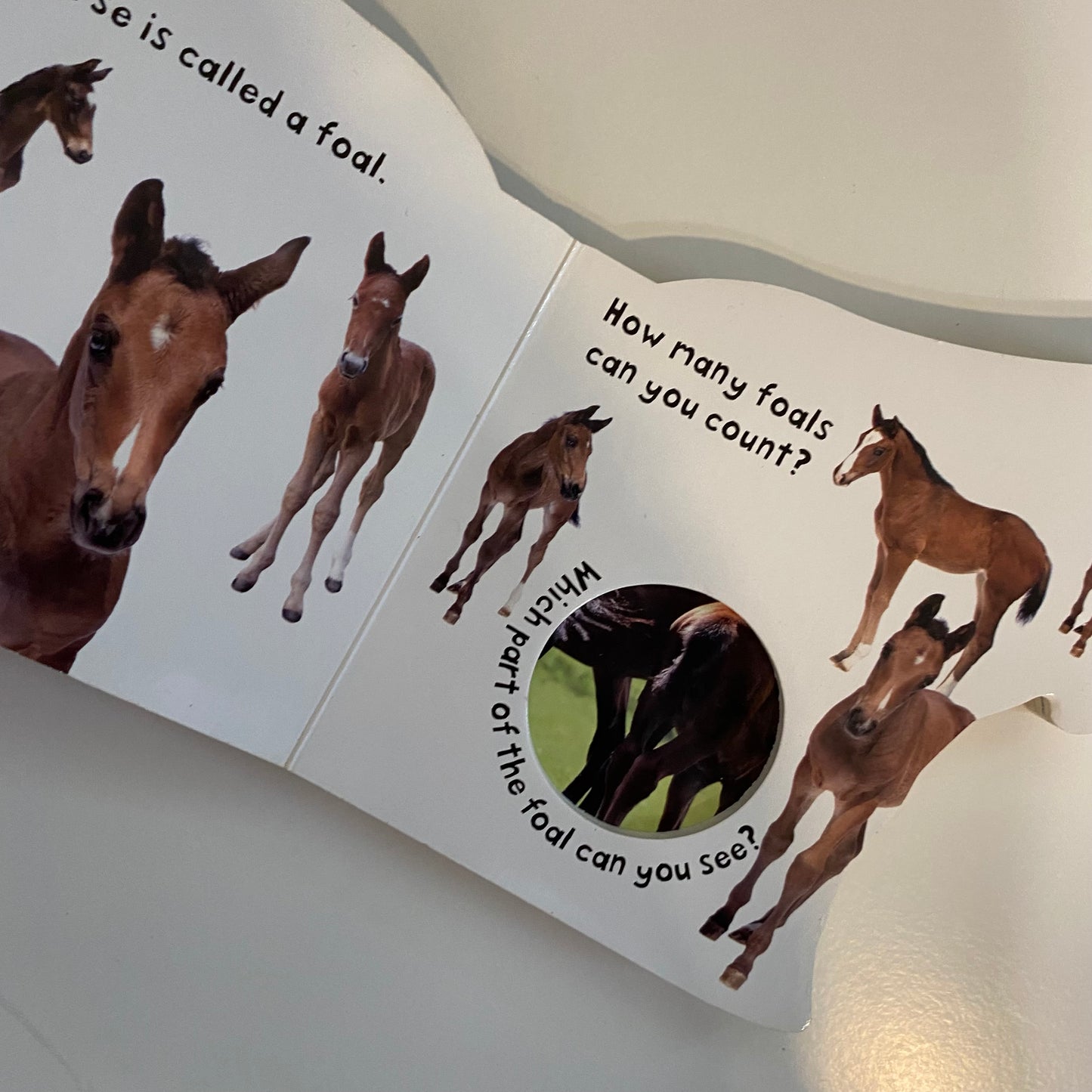 Book - Horses