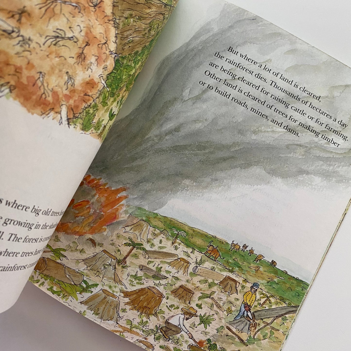 Rainforest Secrets Book